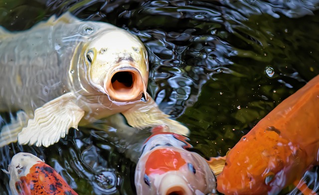 Les meilleurs conseils pour créer un étang à poissons de rêve