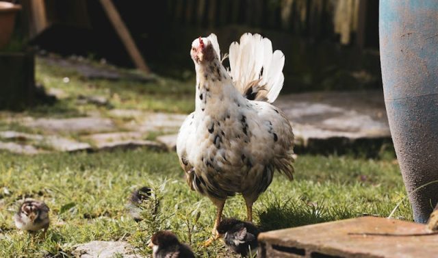 Guide pratique pour élever des poules dans votre jardin